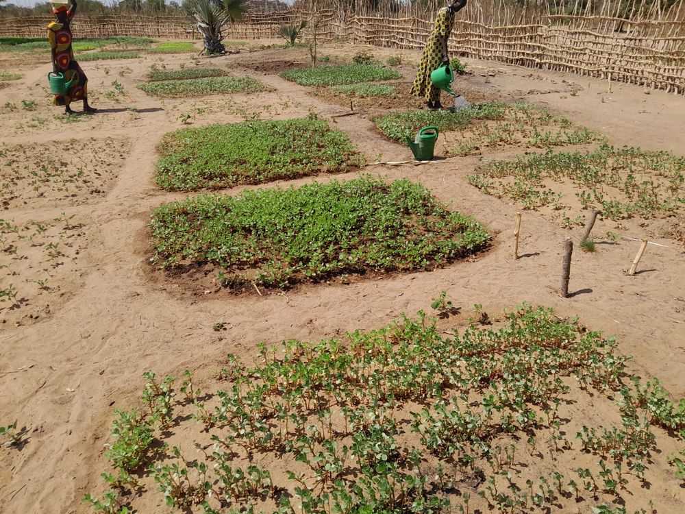 Seedlings taking root
