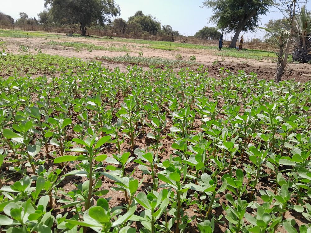 Healthy crop canopy