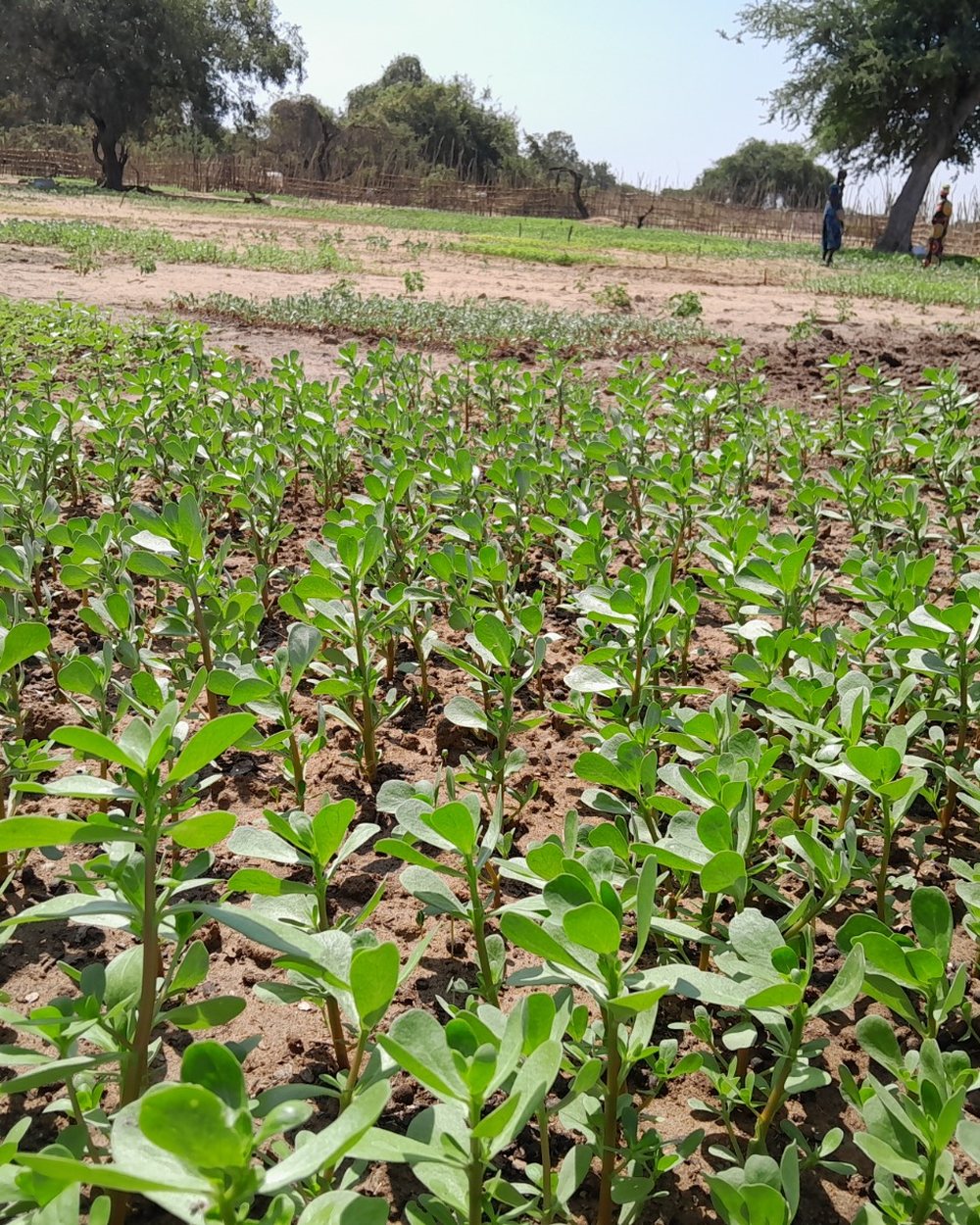 Solar panels powering cold storage infrastructure in rural Africa